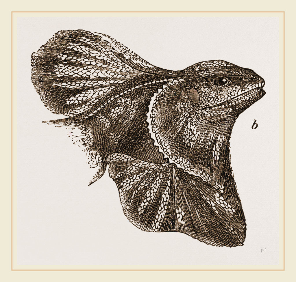 Detail of Frilled Lizard by Anonymous