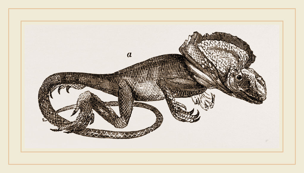Detail of Frilled Lizard by Anonymous