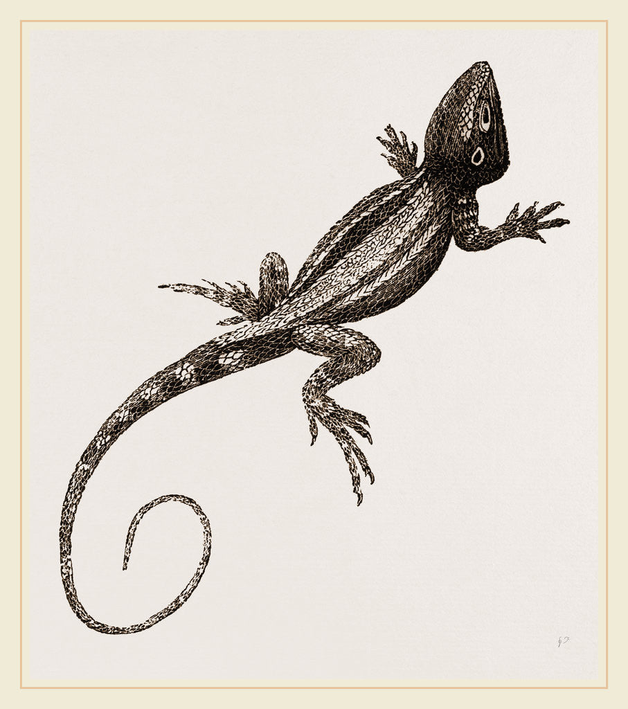 Detail of Muricated Lizard by Anonymous