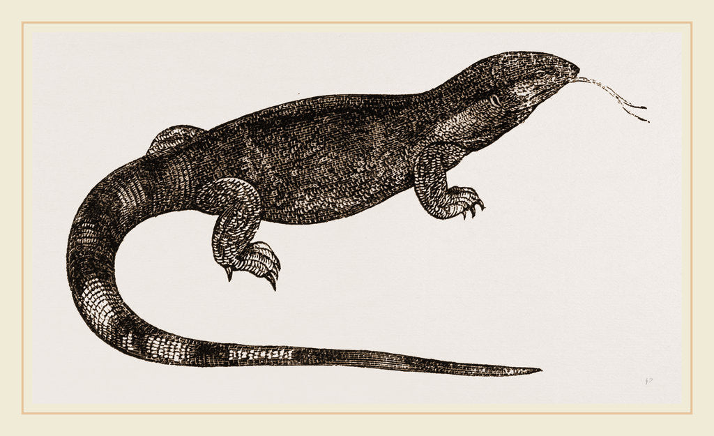 Detail of White-throated Varan by Anonymous