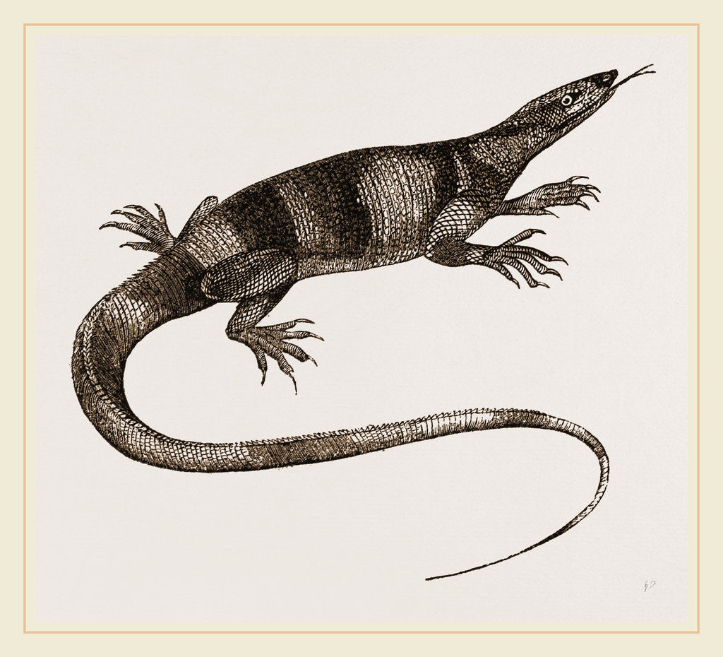 Detail of Bell's Varan by Anonymous