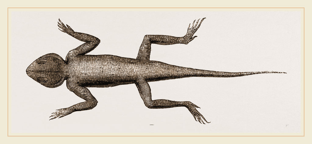 Detail of Changeable Agama by Anonymous