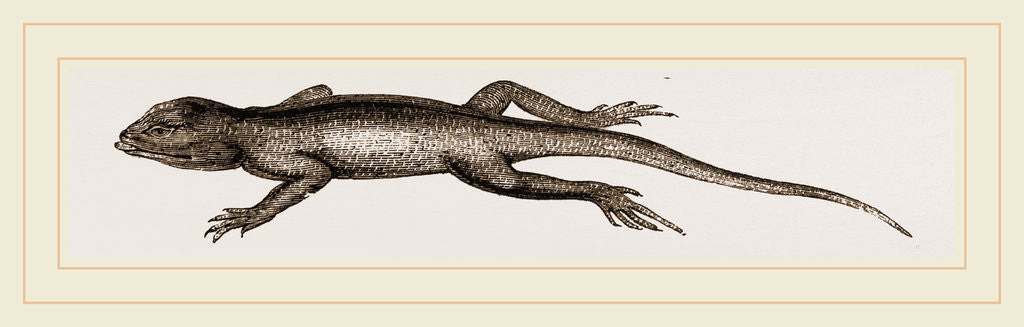 Detail of Changeable Agama by Anonymous