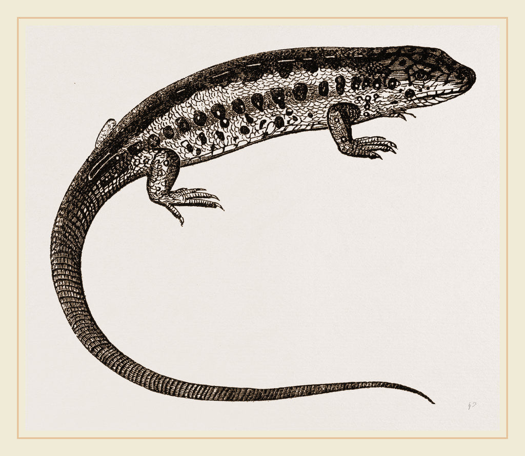 Detail of Sand-Lizard by Anonymous