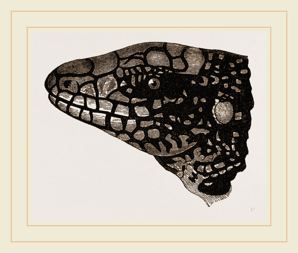 Detail of Head of Teguixin by Anonymous