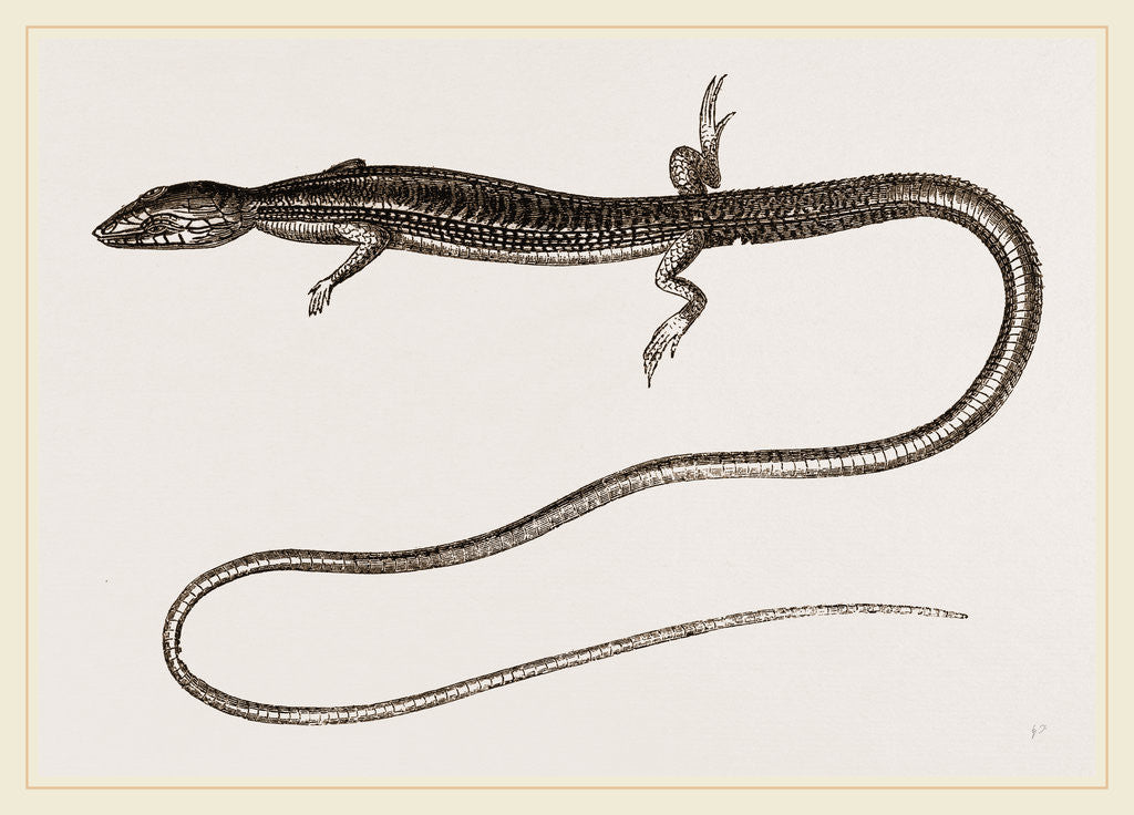 Detail of Six-lined Tachydromus by Anonymous