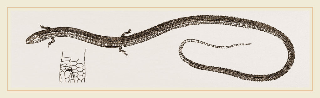 Detail of Four-toed Snake-Lizard by Anonymous