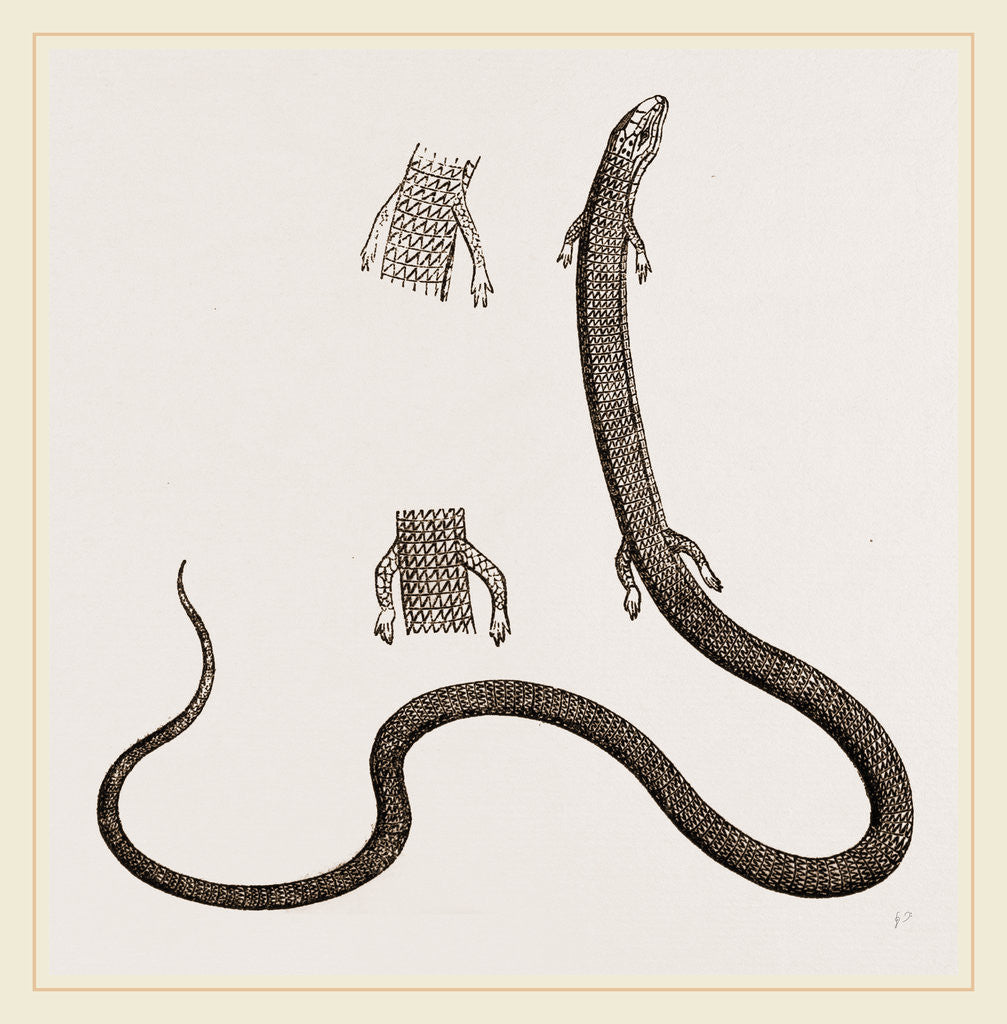 Detail of Four-toed Snake Lizard by Anonymous