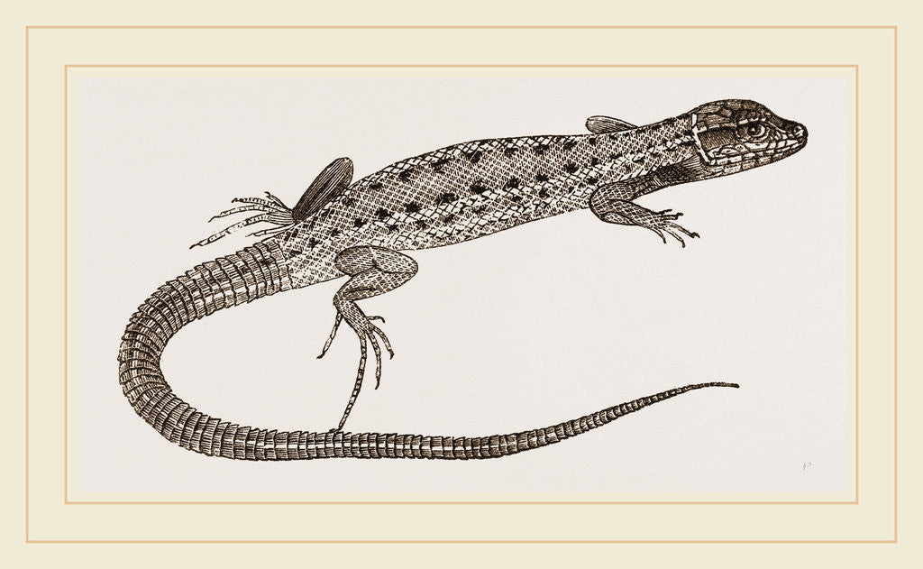 Detail of Ophiops by Anonymous