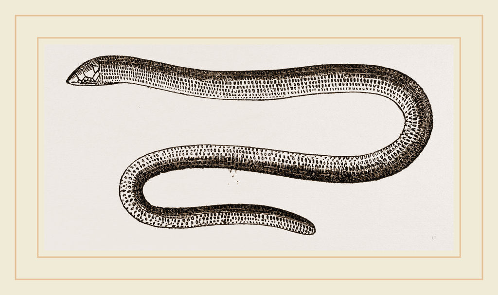 Detail of Painted Acontias by Anonymous