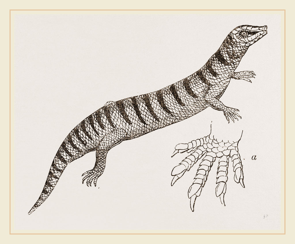 Detail of Officinal Scink by Anonymous