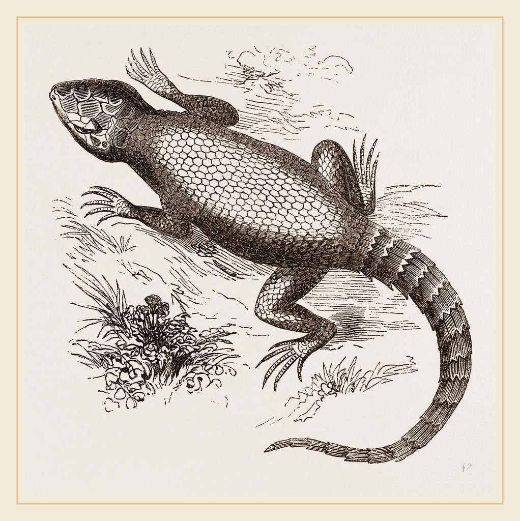 Detail of Common Zonurus by Anonymous
