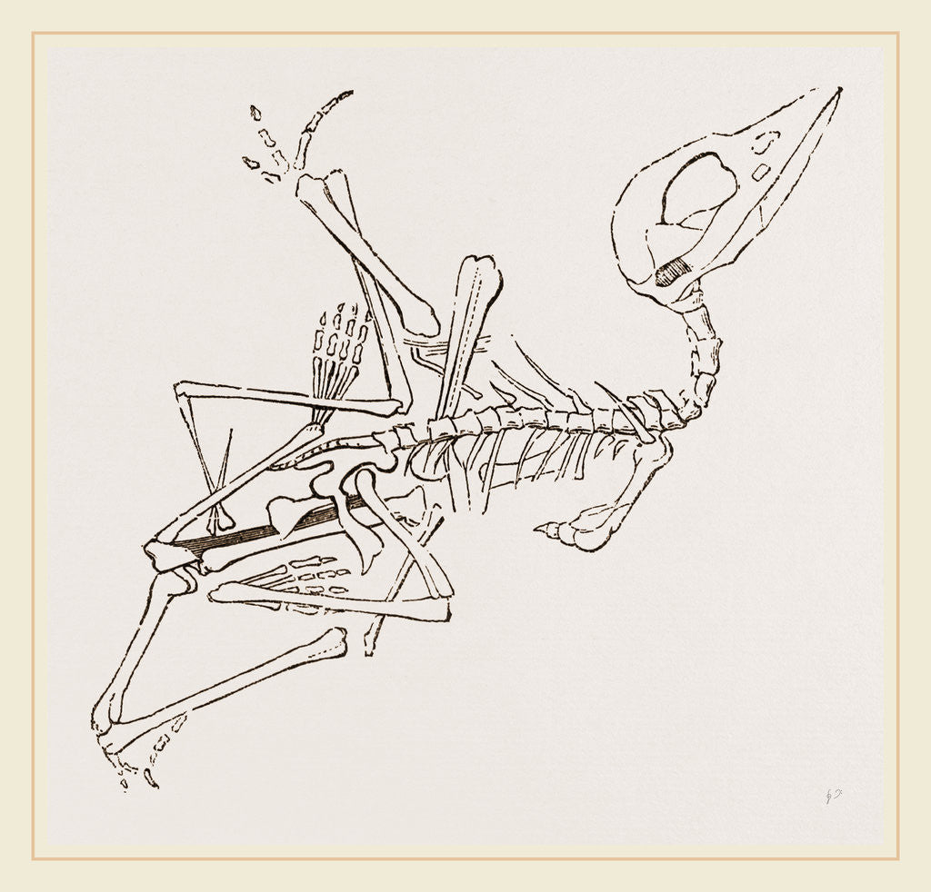 Detail of Short-muzzled Pterodactyle by Anonymous