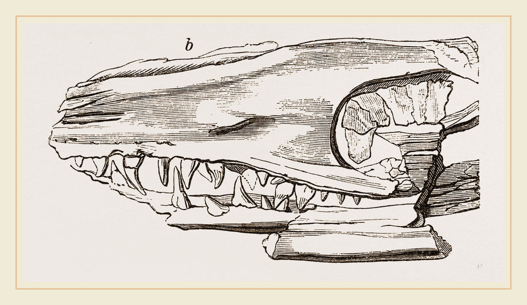 Detail of Head of Sommering's Geosaurus by Anonymous
