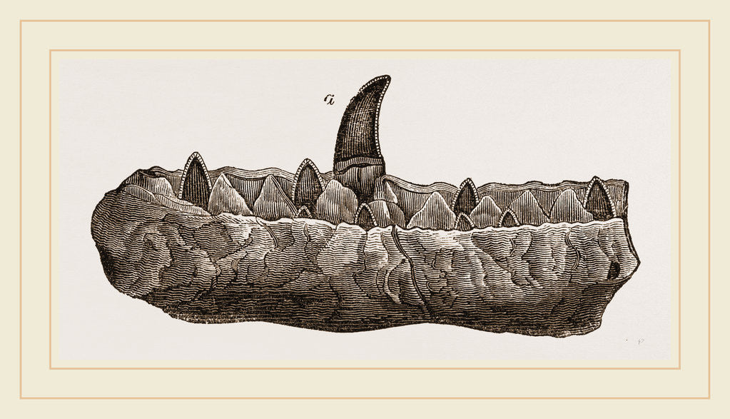 Detail of Portion of Lower Jaw Megalosaurus by Anonymous