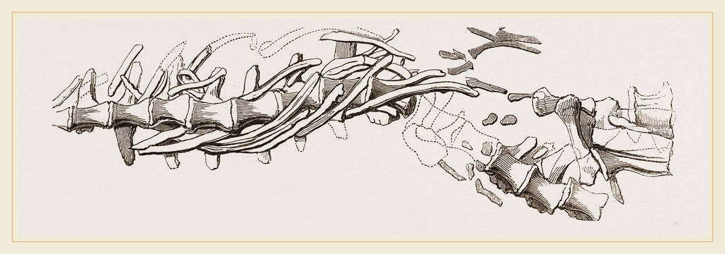 Detail of Vertebral Column of Sommering's Geosaurus by Anonymous