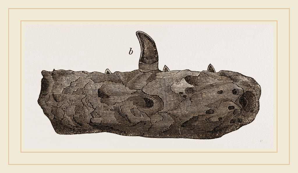 Detail of Portion of Lower Jaw Megalosaurus by Anonymous