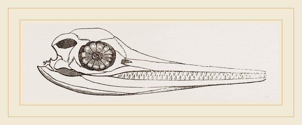 Detail of Upper Skull of Ichthyosaurus by Anonymous