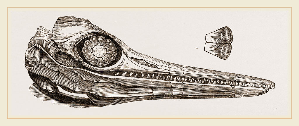 Detail of Upper Skull of Ichthyosaurus by Anonymous