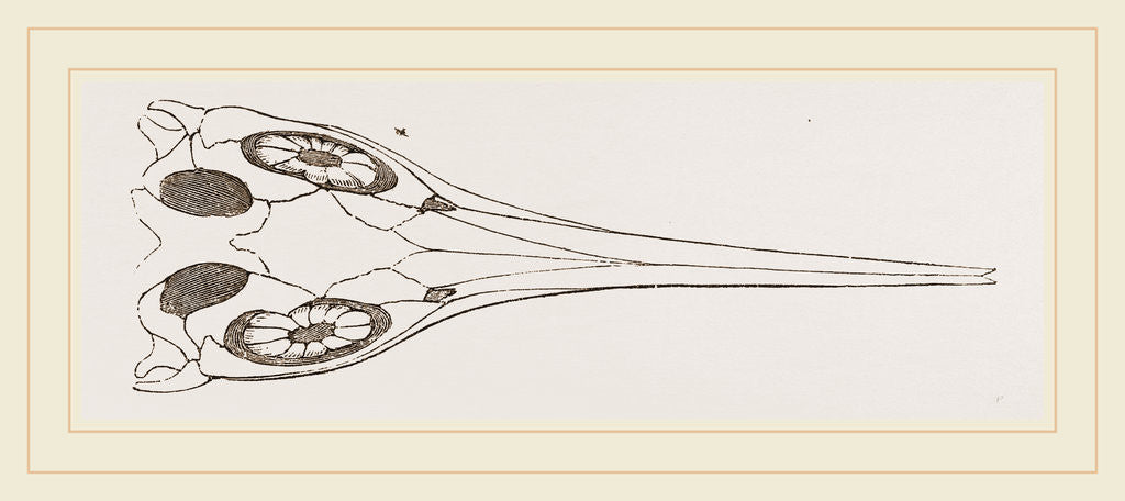 Detail of Upper Skull of Ichthyosaurus by Anonymous