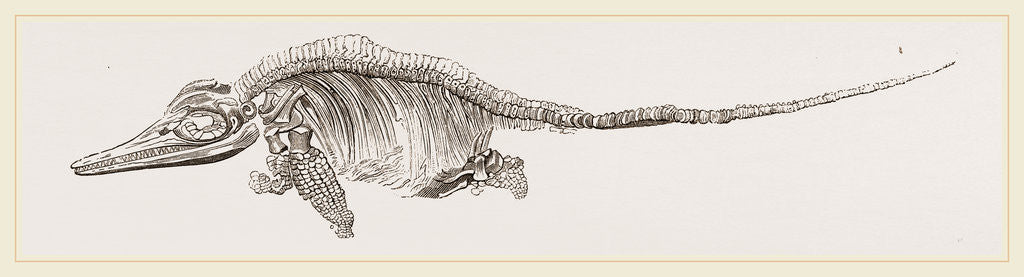 Detail of Ichthyosaurus by Anonymous