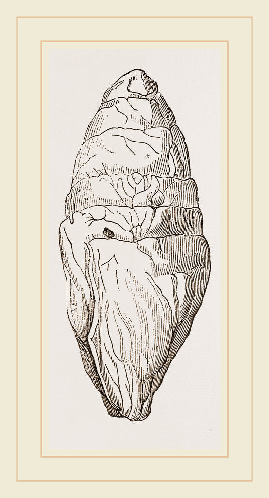 Detail of Coprolite of lchthyosaurns by Anonymous