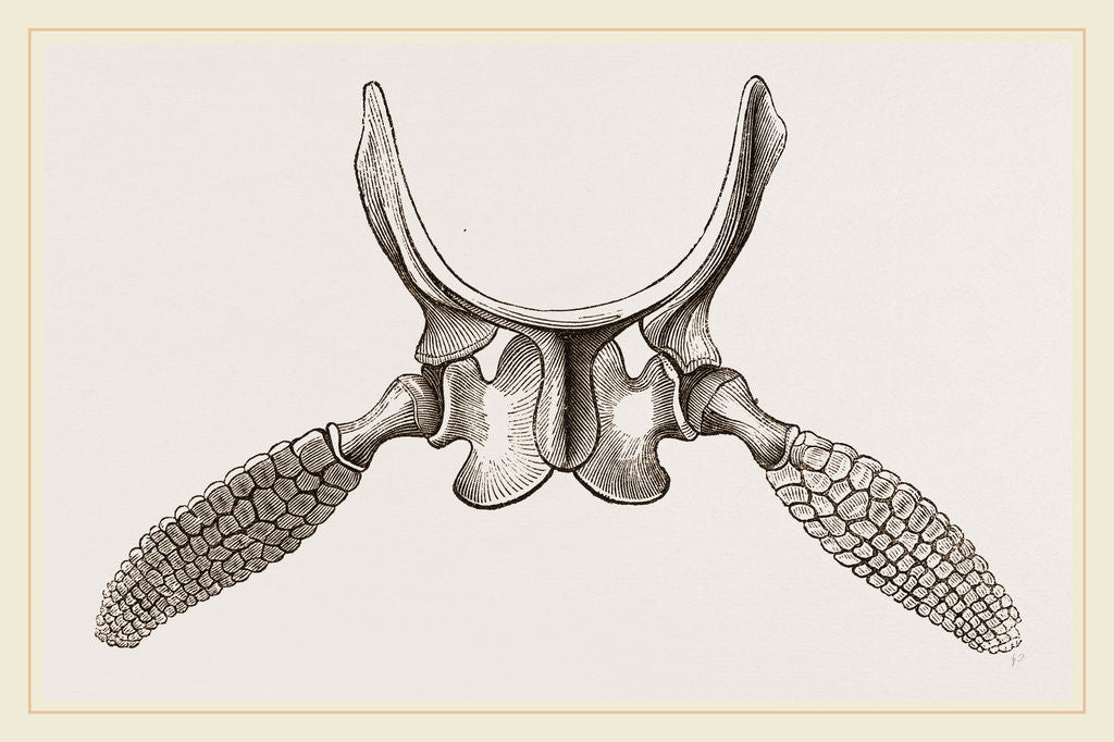 Detail of Sternal Arch and Anterior Paddles of Ichthyosaurus by Anonymous