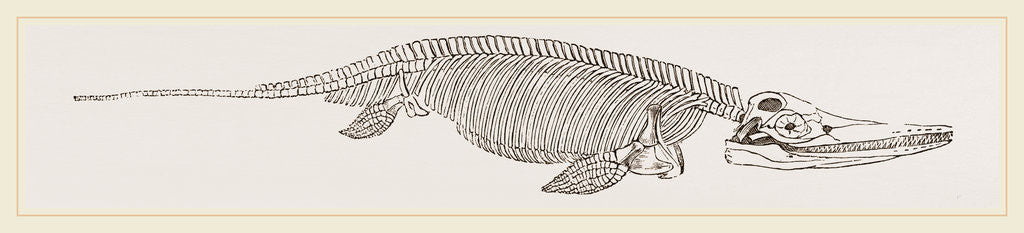 Detail of Ichthyosaurus by Anonymous
