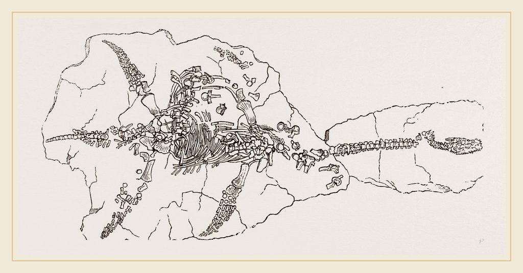 Detail of Plesiosaurus as found at Lyme Regis by Anonymous