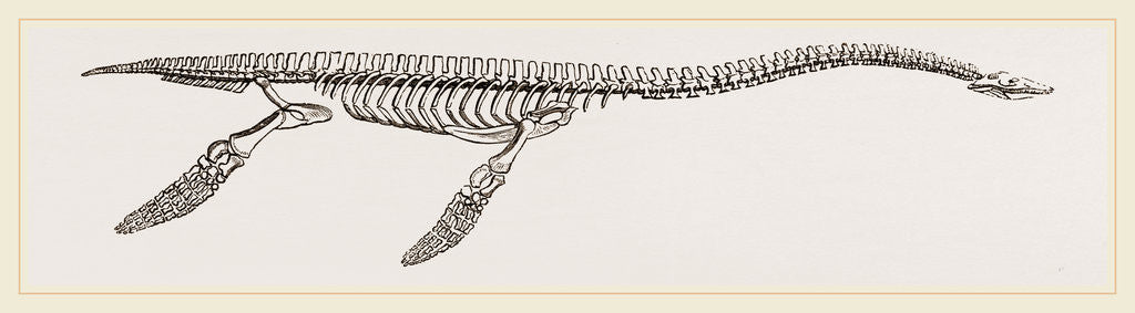 Detail of Skeleton of Plesiosaurus restored by Anonymous