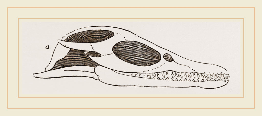 Detail of Head of Plesiosaurus by Anonymous