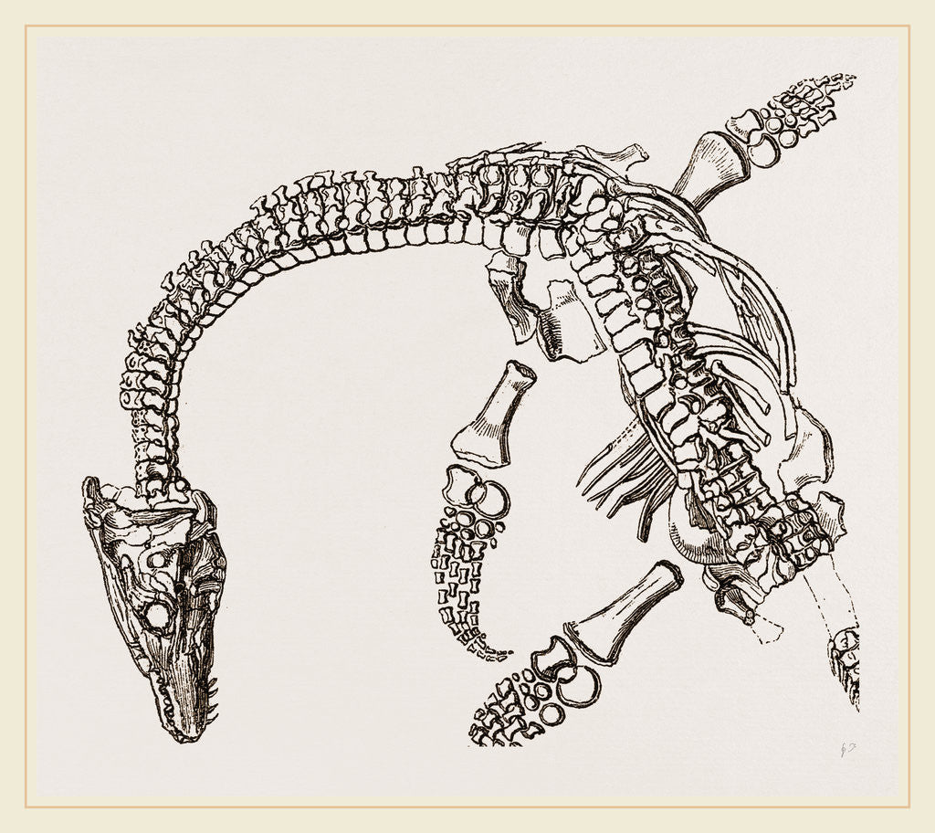 Detail of Plesiosaurus as imbedded by Anonymous