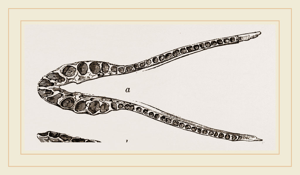 Detail of Lower Jaw of Plesiosaurus by Anonymous