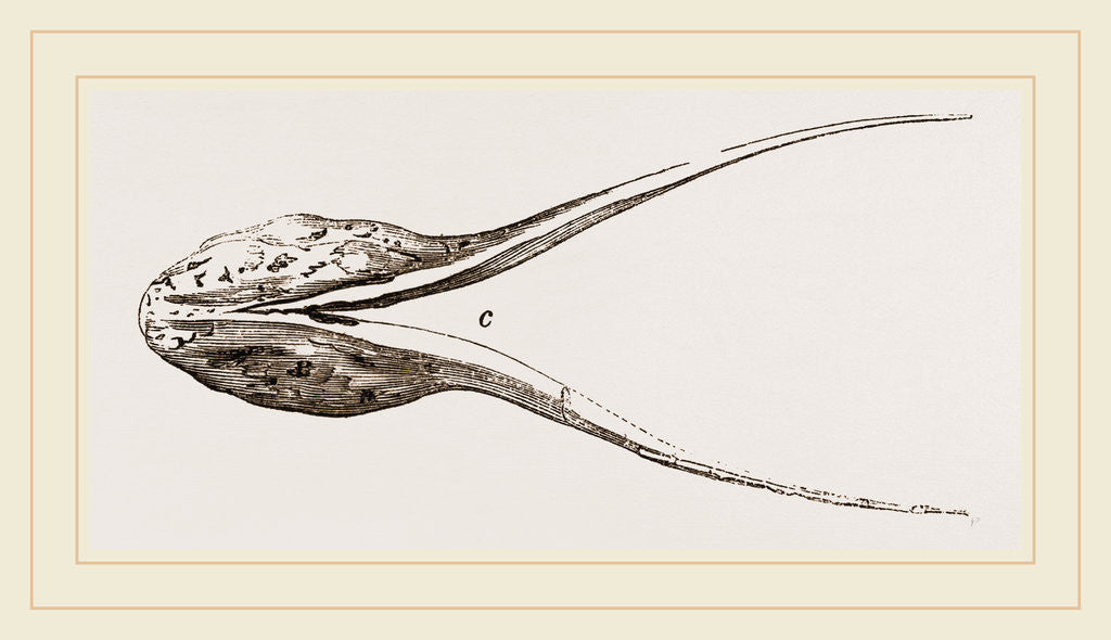 Detail of Lower Jaw of Plesiosaurus by Anonymous