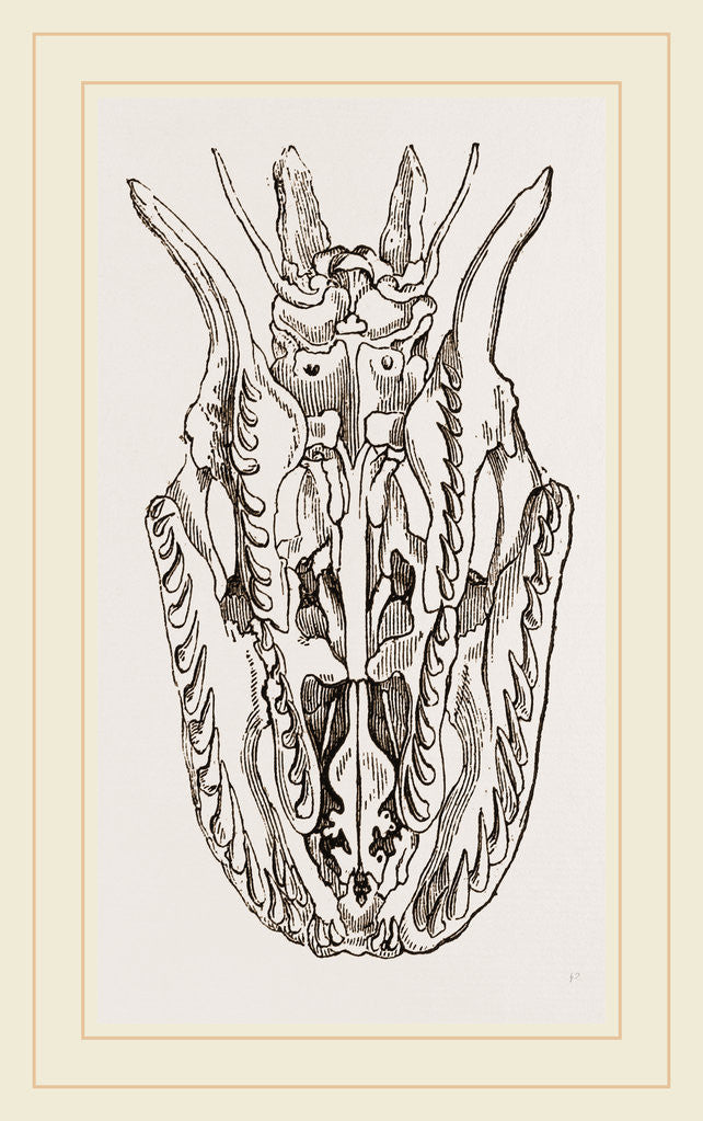 Detail of Skull of Python by Anonymous