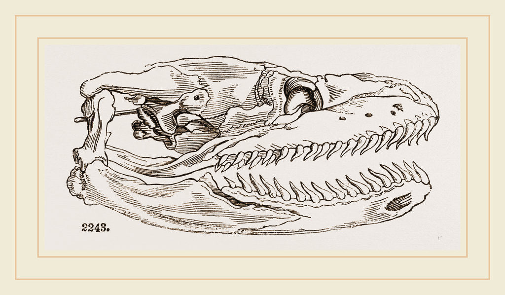 Detail of Skull of Python by Anonymous