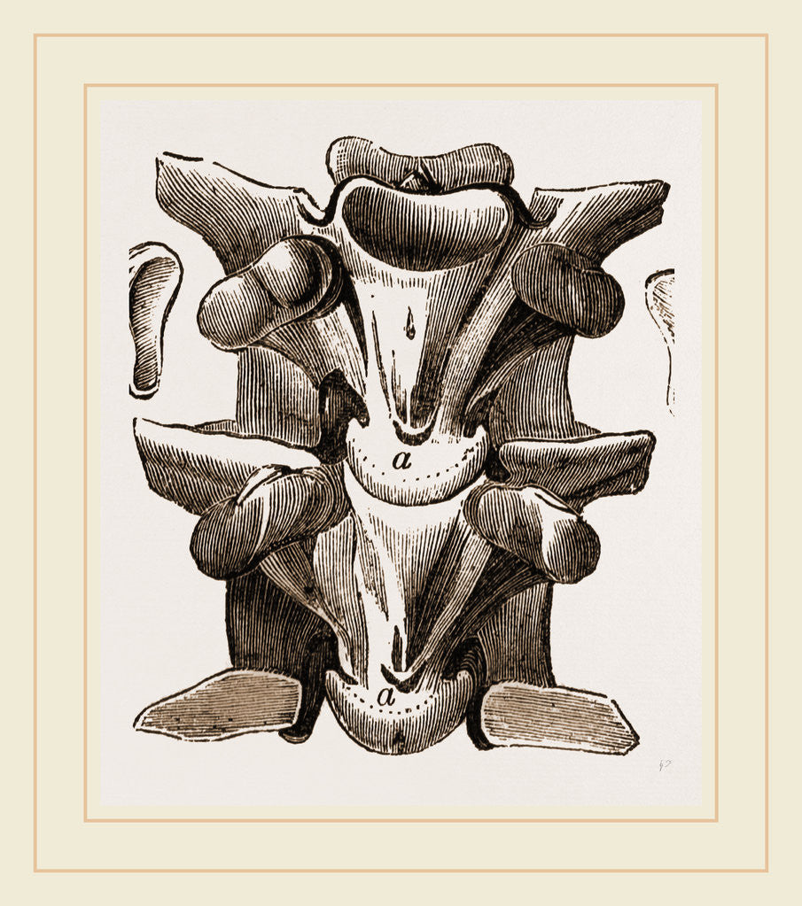 Detail of Vertebrre of Boa by Anonymous