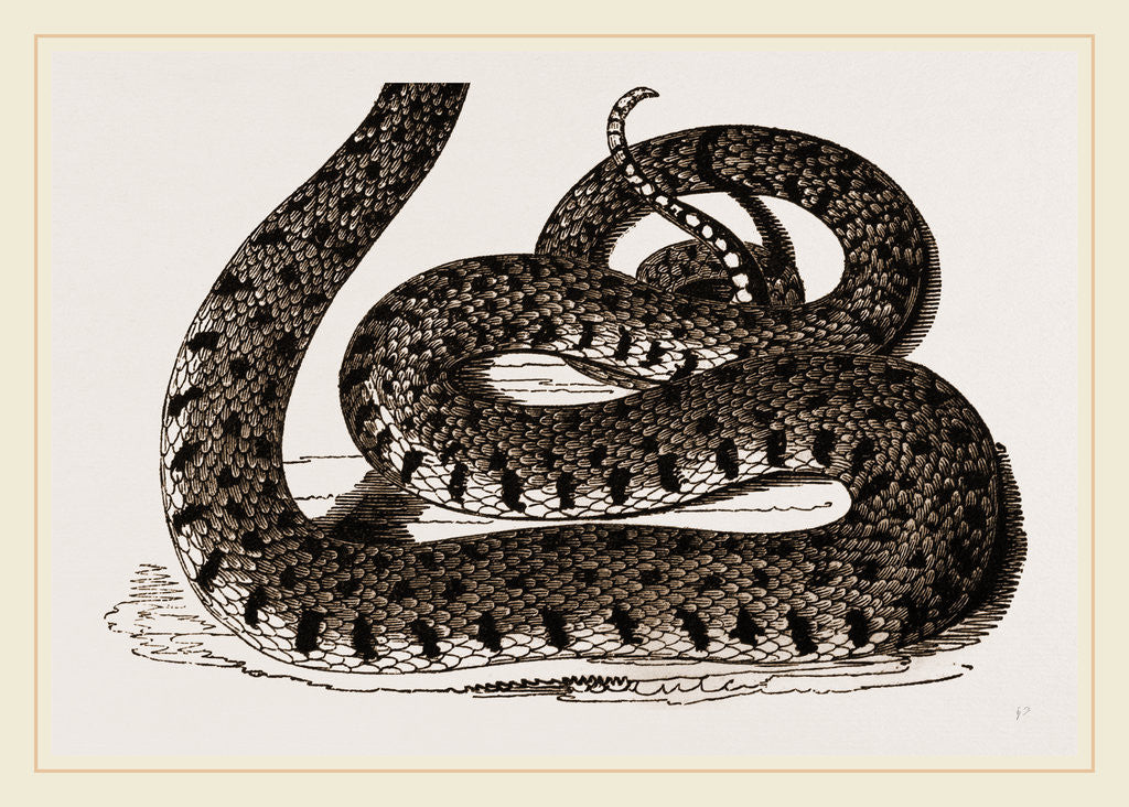Detail of Ringed Snake by Anonymous