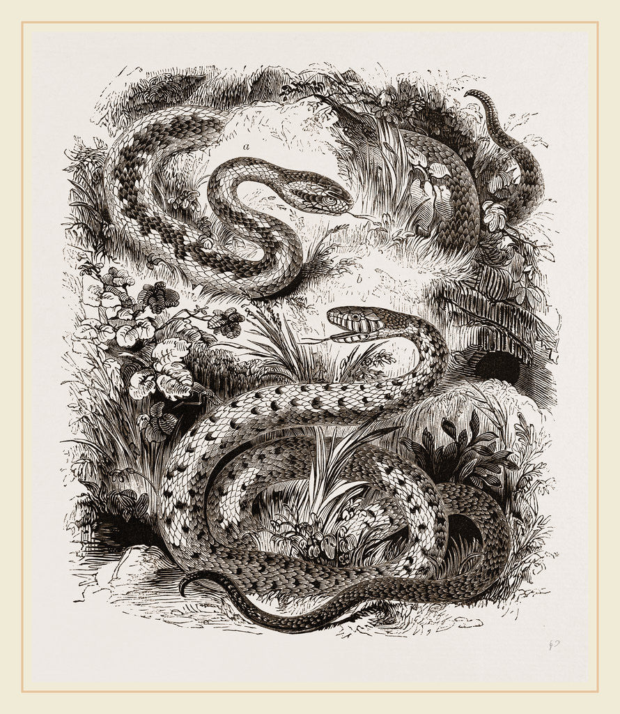 Detail of Common Adder and Ringed Snake by Anonymous