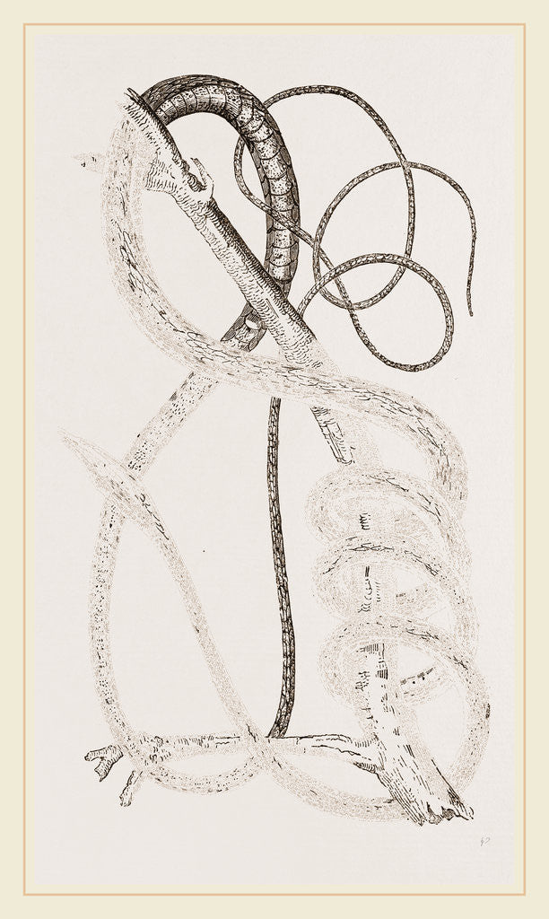 Detail of Golden Tree-Snake by Anonymous