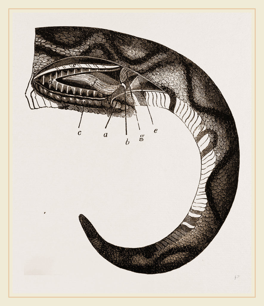 Detail of Tail of Boa by Anonymous