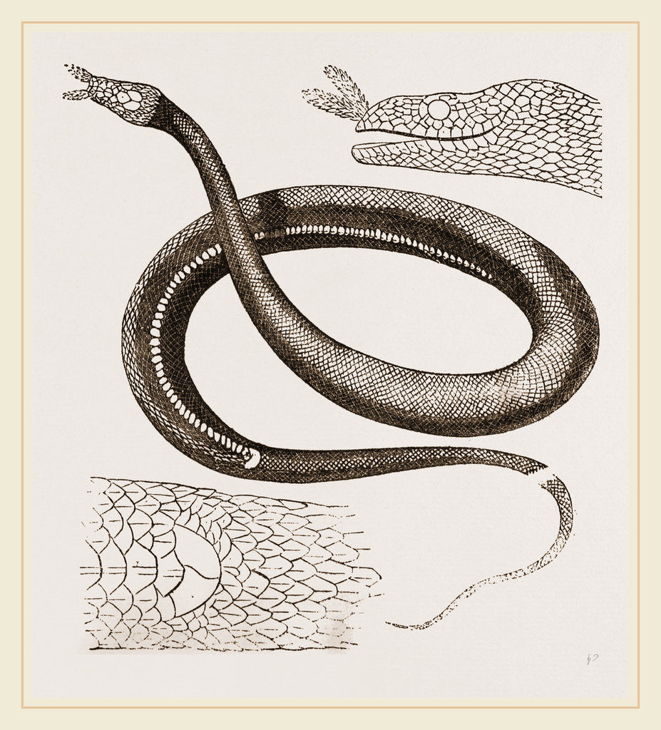 Detail of Tentacled Herpeton by Anonymous