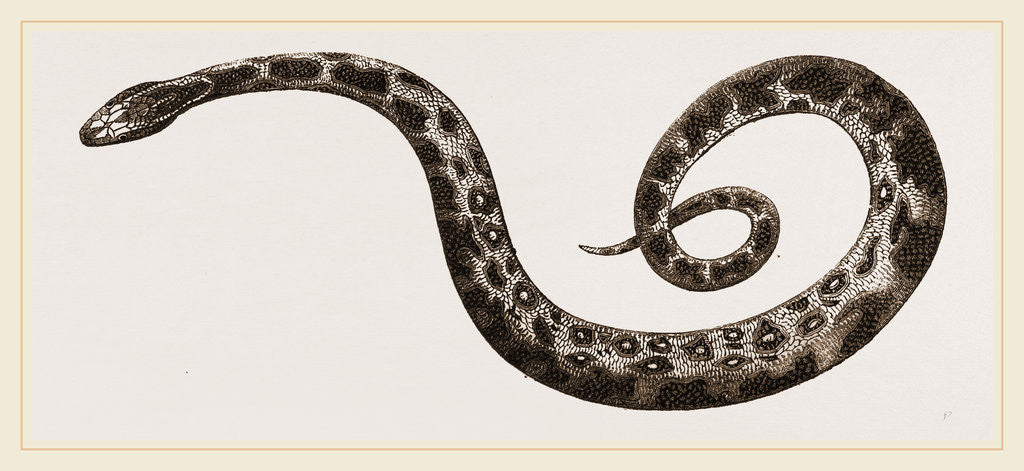 Detail of C6—Tiger-Python by Anonymous
