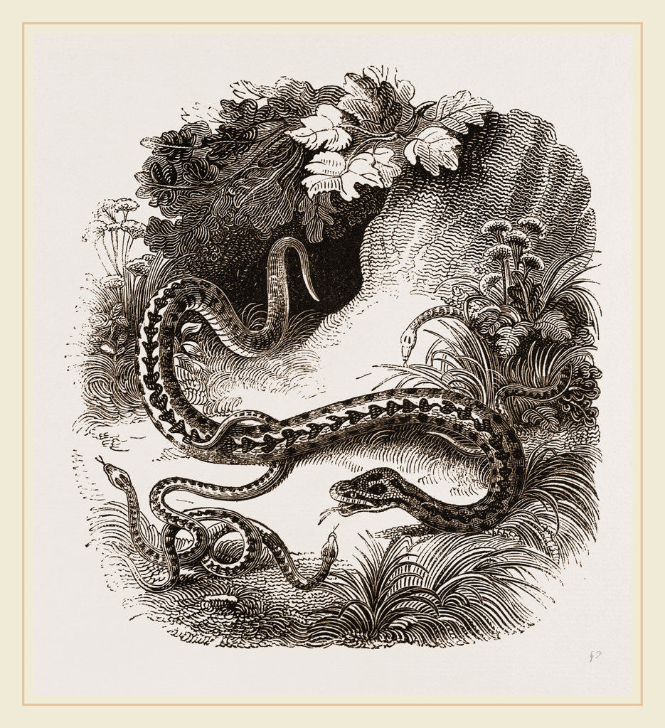 Detail of Viper and Young by Anonymous