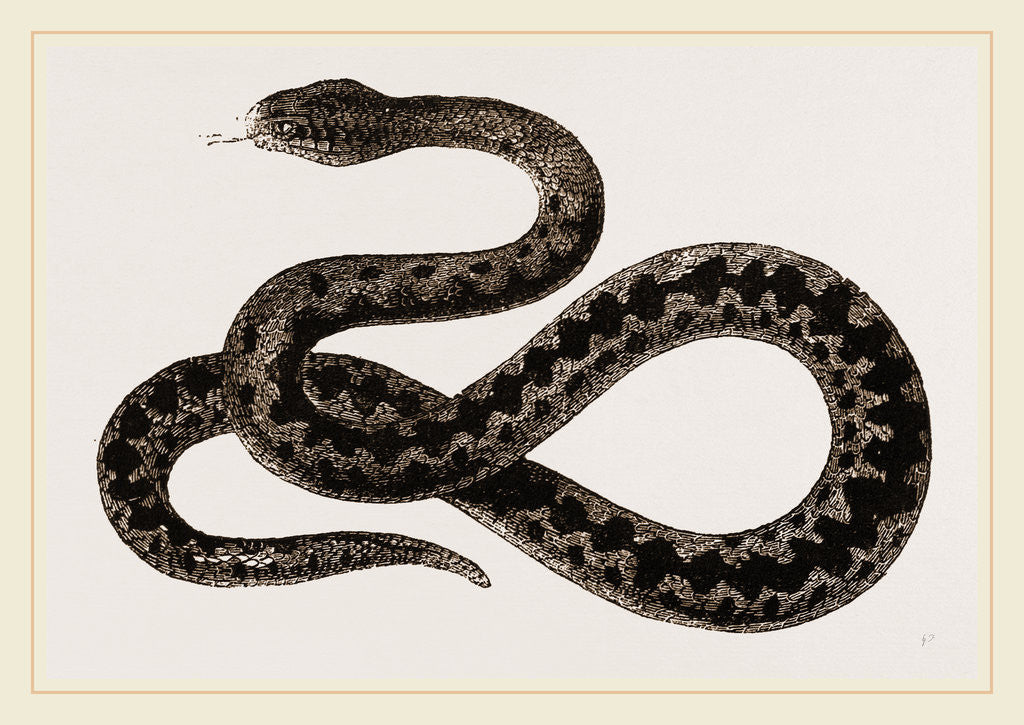 Detail of Viper by Anonymous
