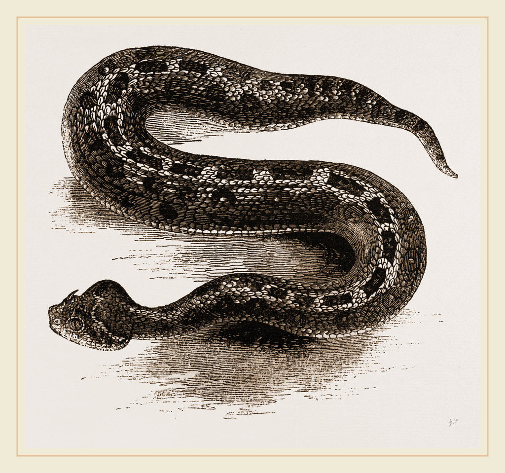 Detail of South African Cerastes by Anonymous