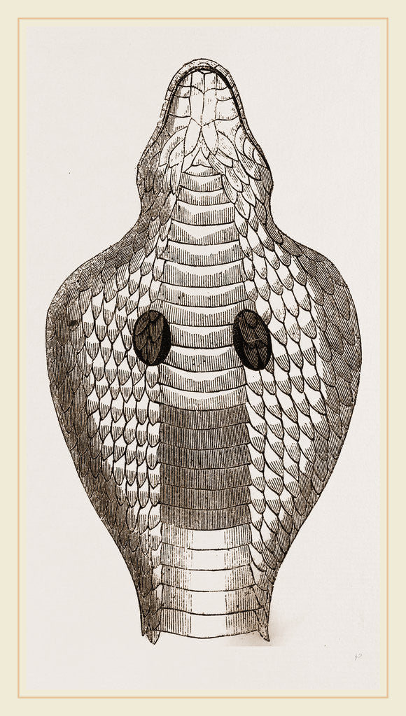 Detail of Hood of Naja by Anonymous