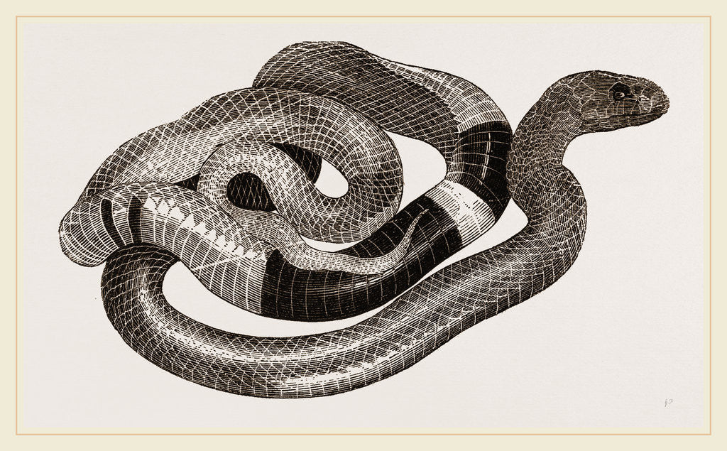 Detail of Egyptian Cobra or Asp by Anonymous