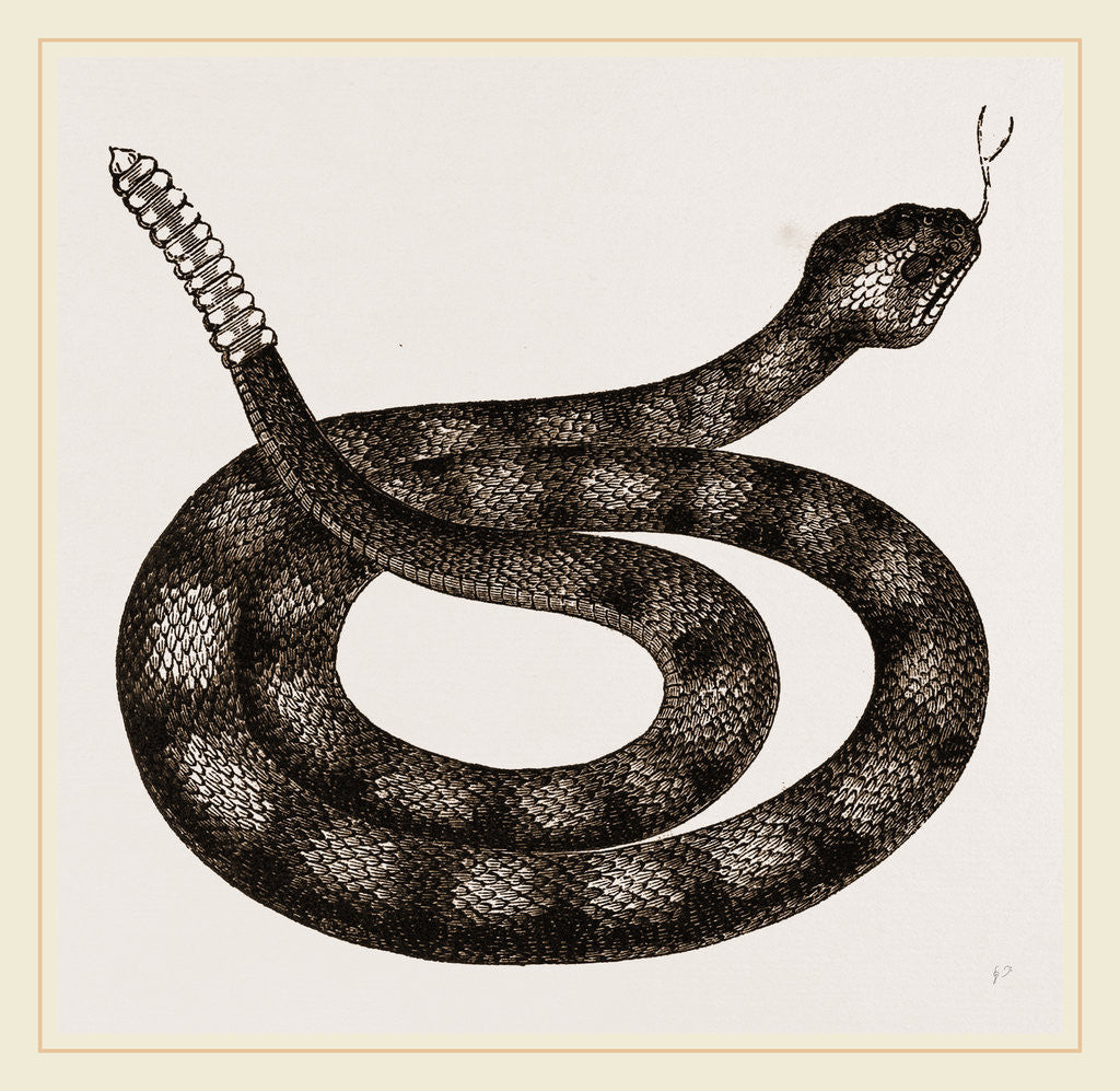 Detail of Rattlesnake by Anonymous