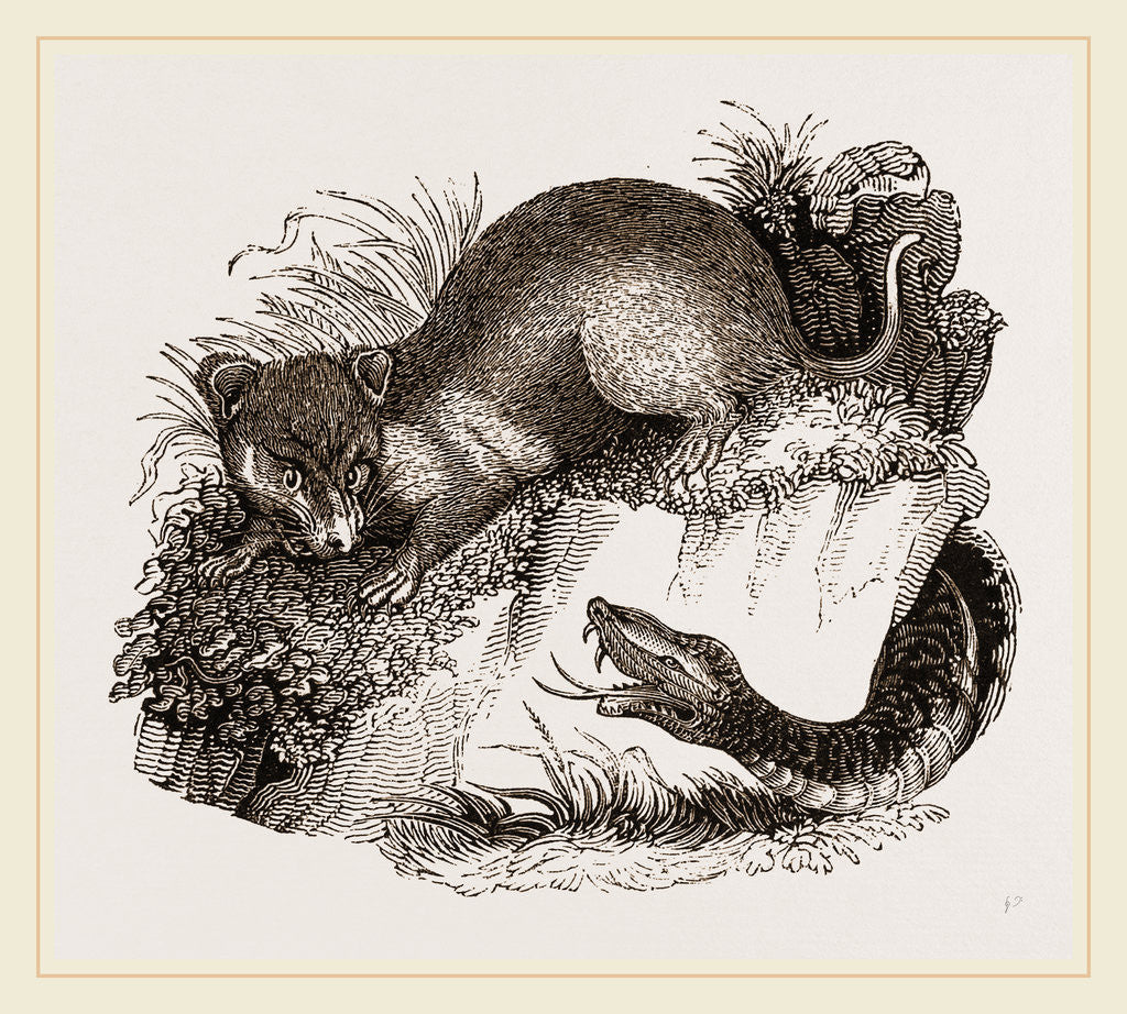 Detail of Rattlesnake and Opossum by Anonymous